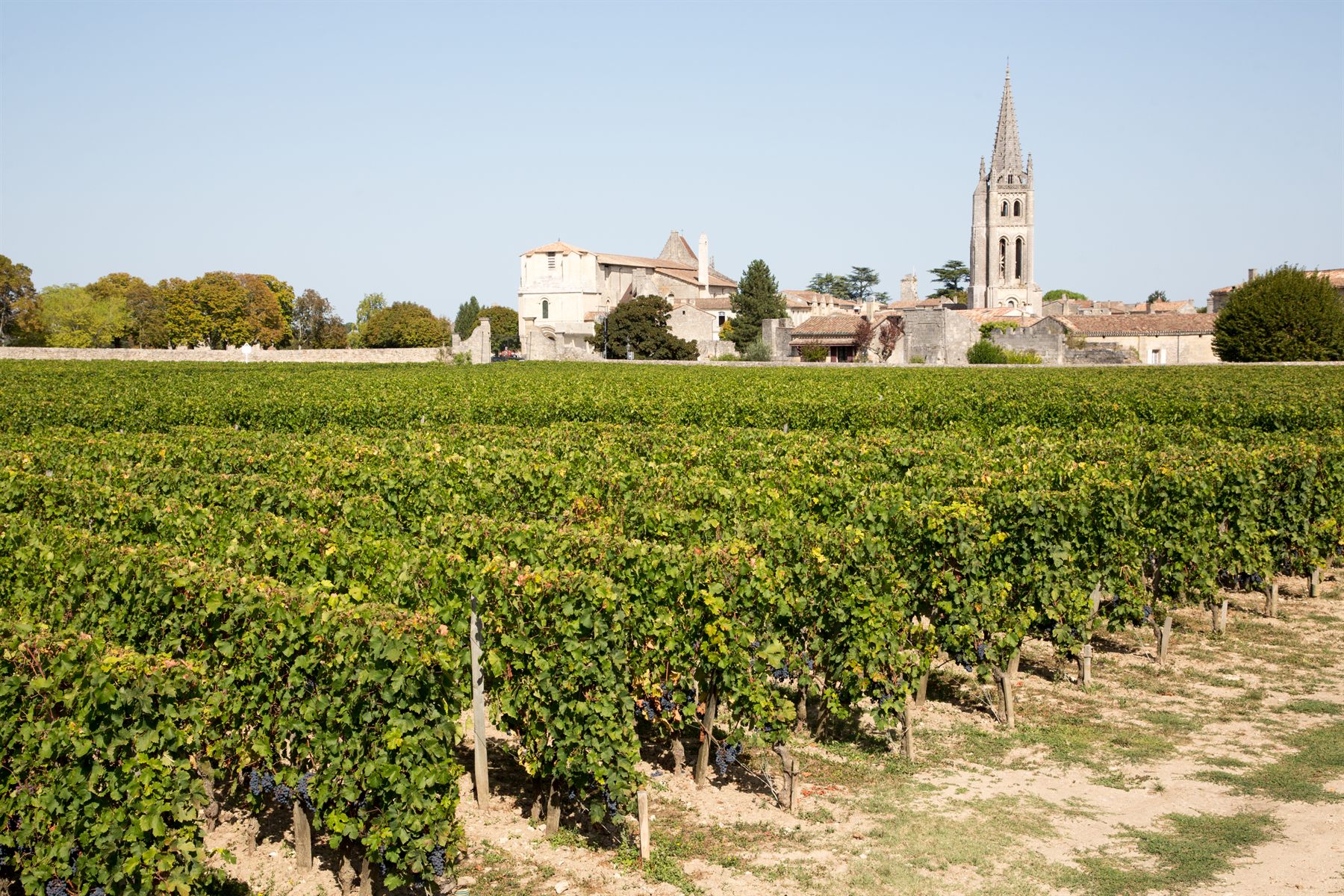 Vineyard rows in front of the village and church spire of Saint-Émilion